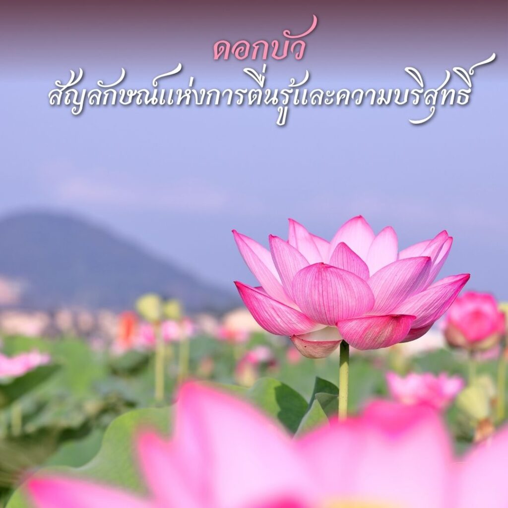 ดอกบัวหลวง